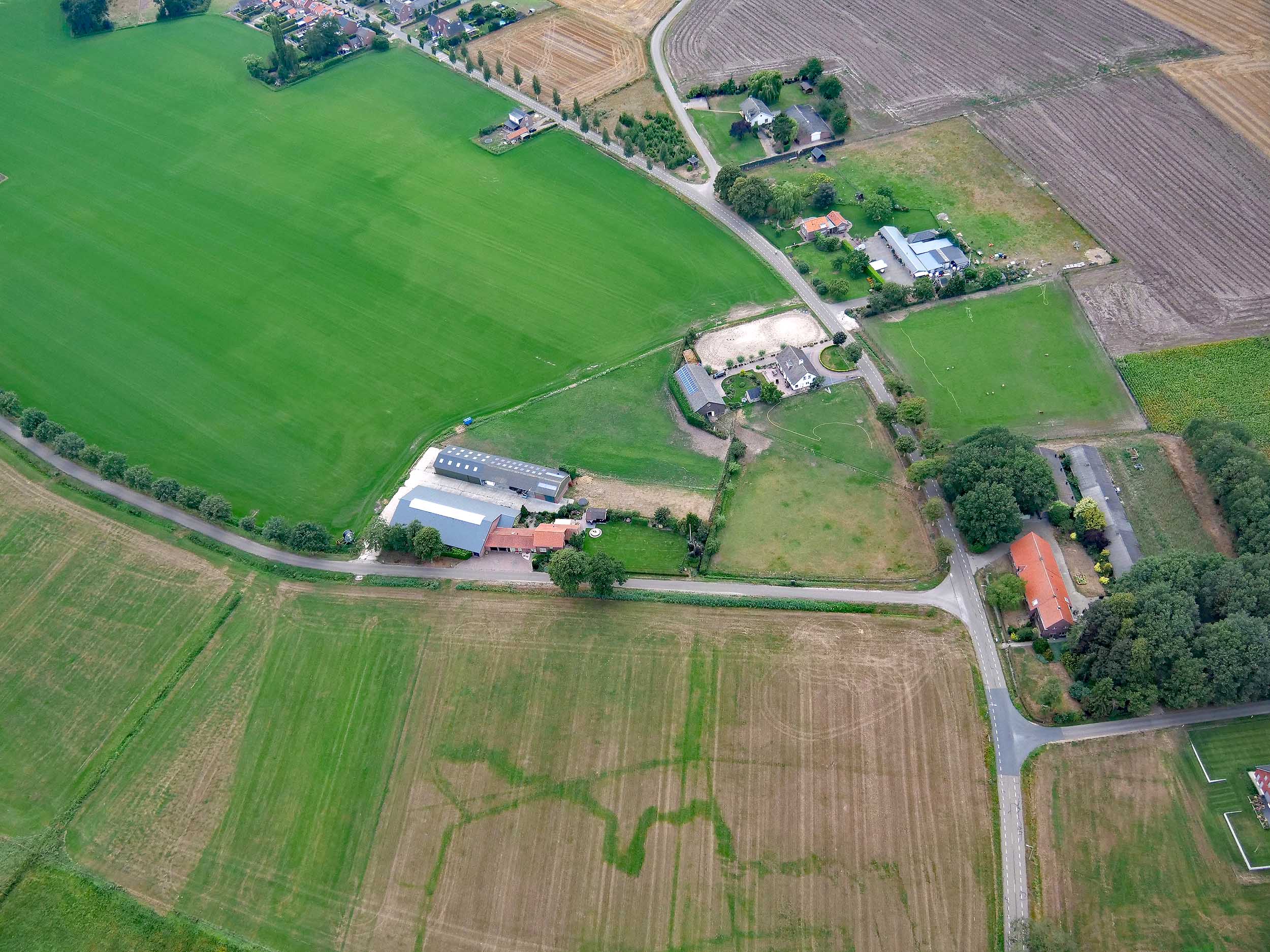 Foto van een es